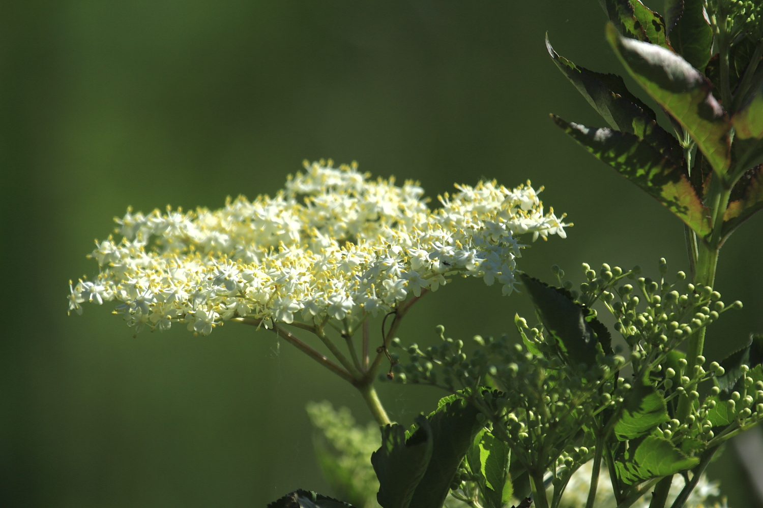 Holunderblüte