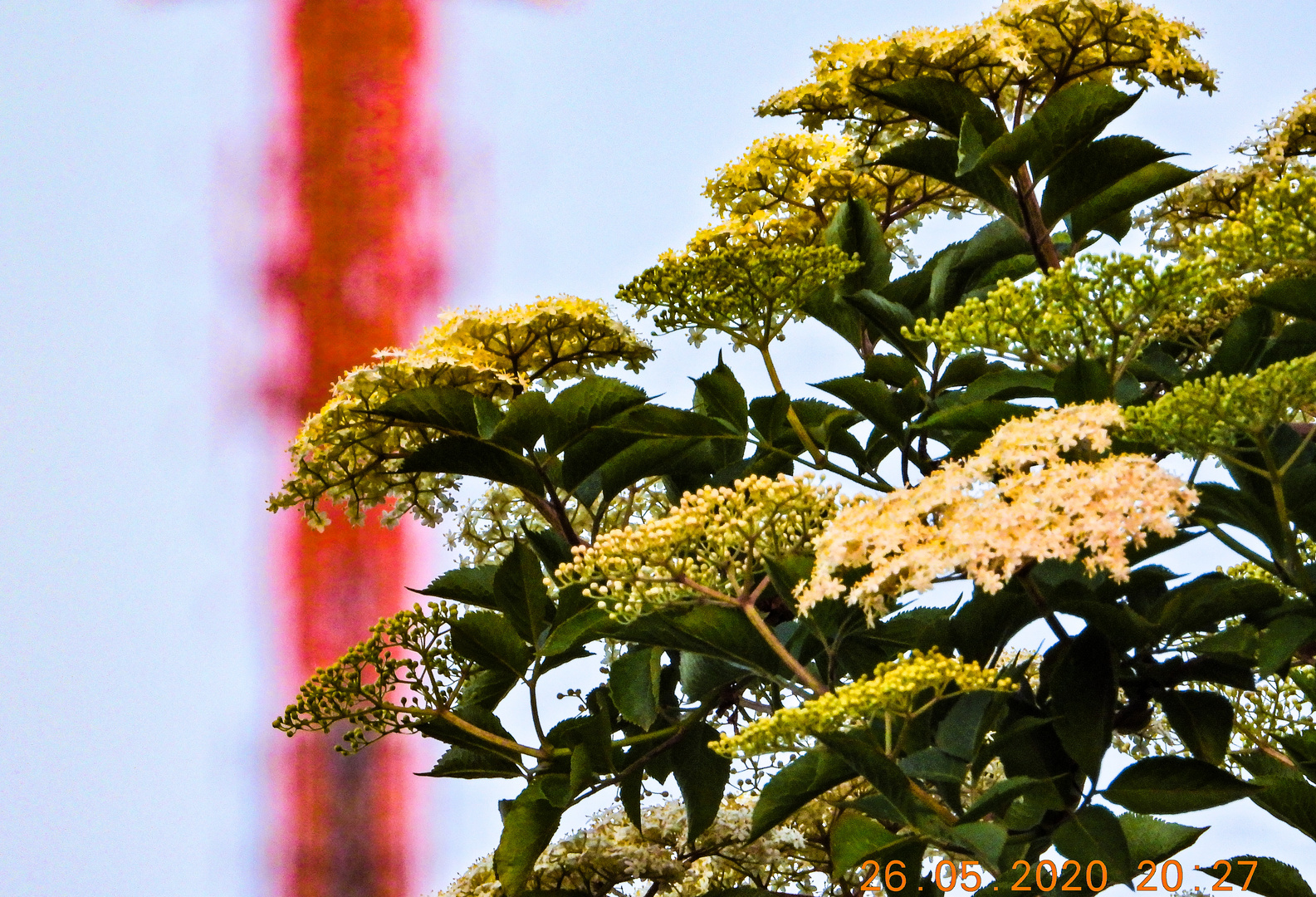 Holunderblüte aus der Ferne