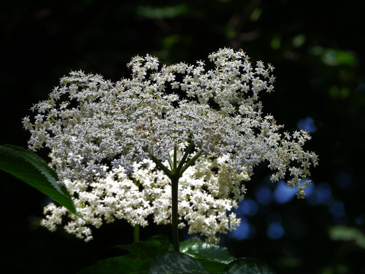 Holunderblüte