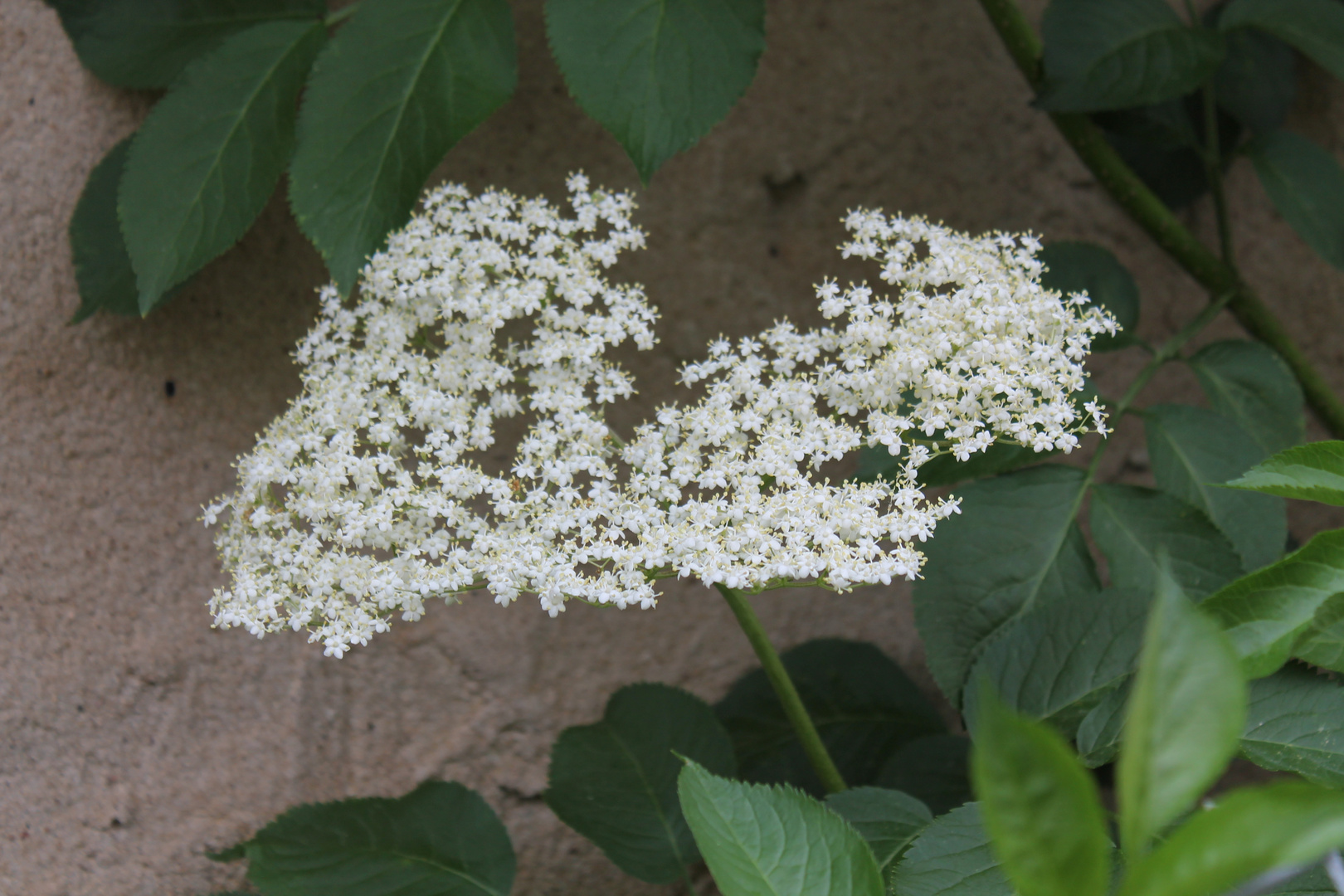 Holunderblüte