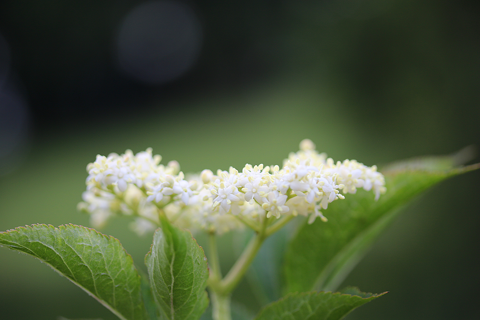 Holunderblüte