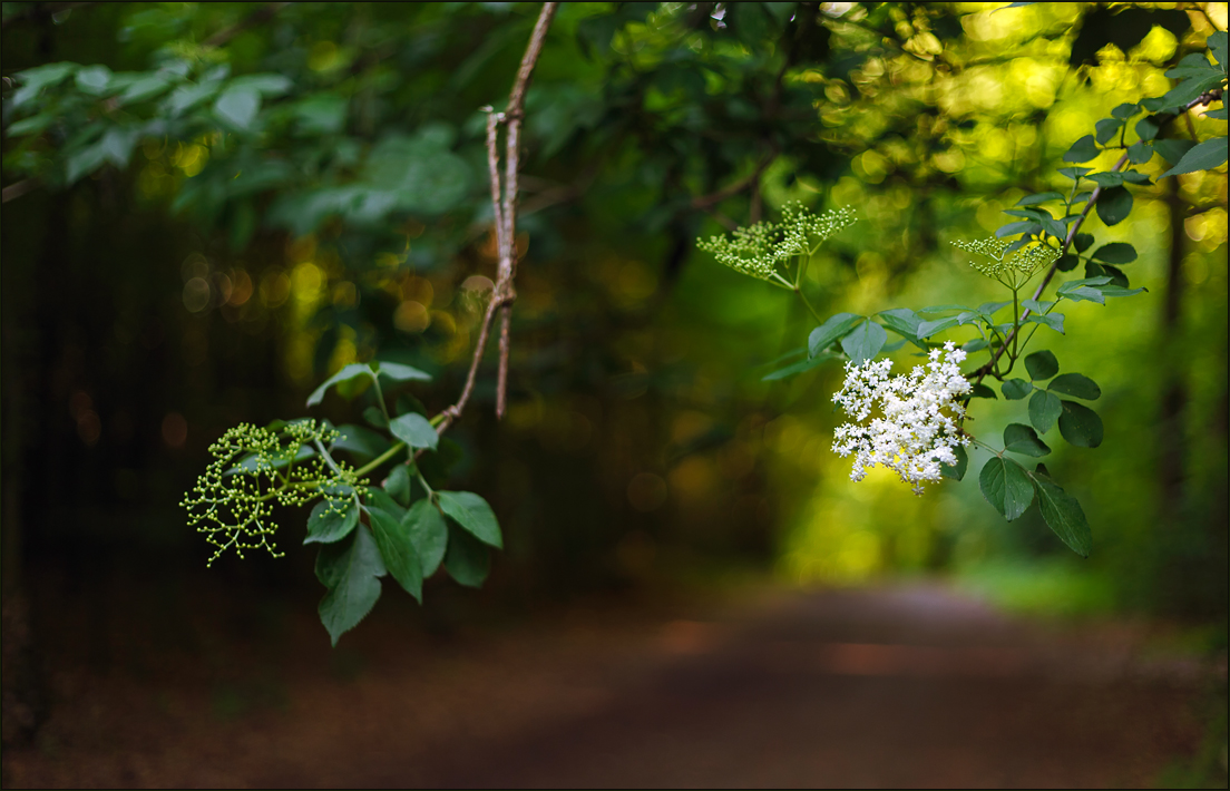 Holunderblüte