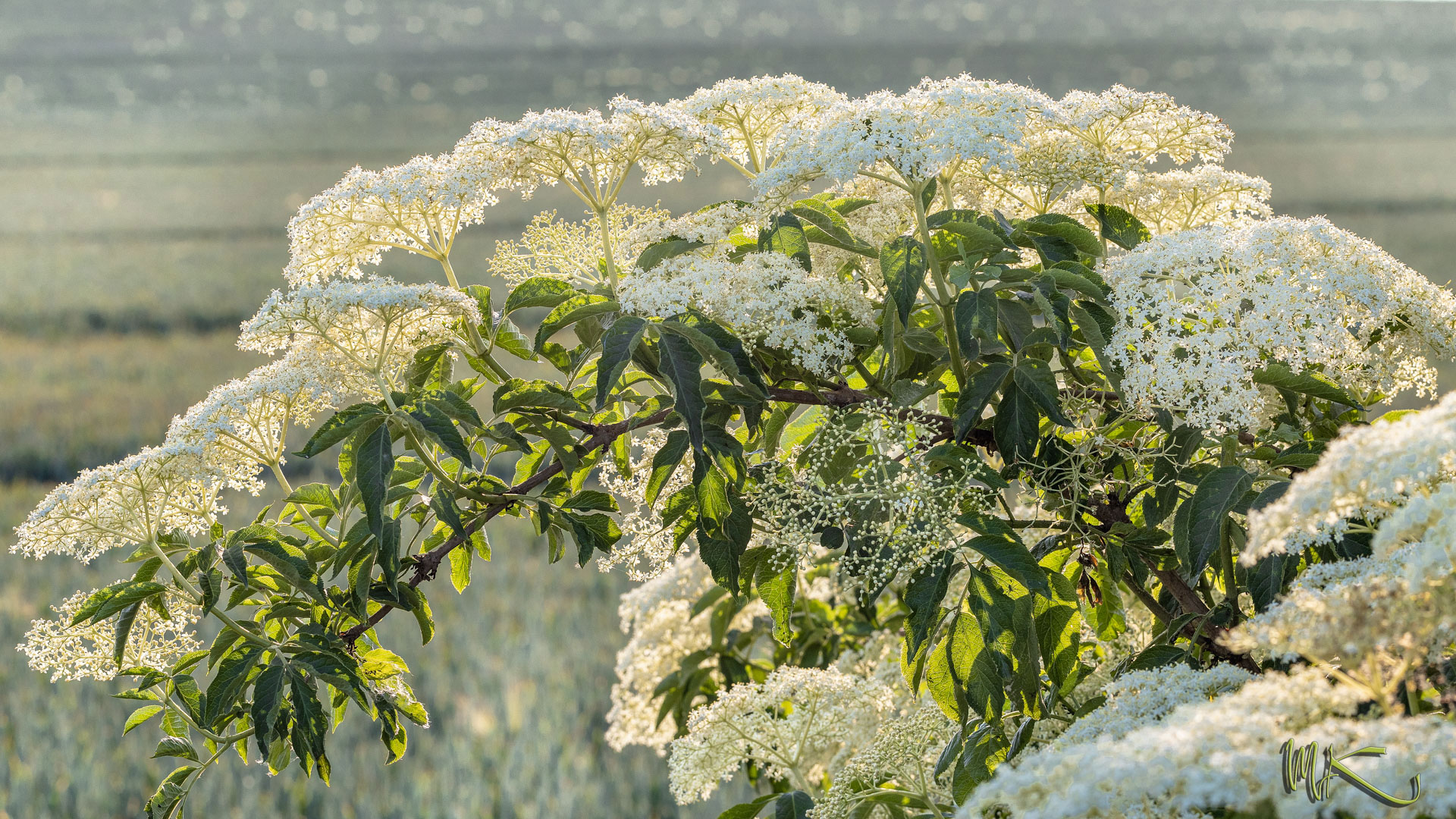 Holunderblüte