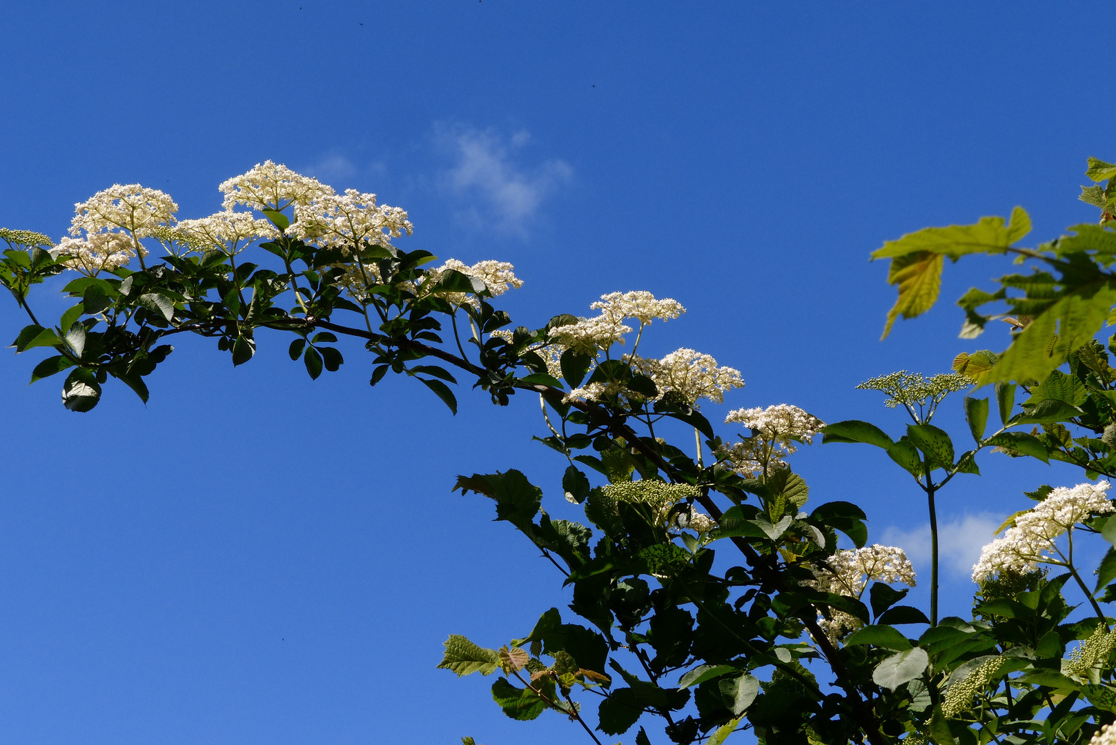 ***Holunderblüte***