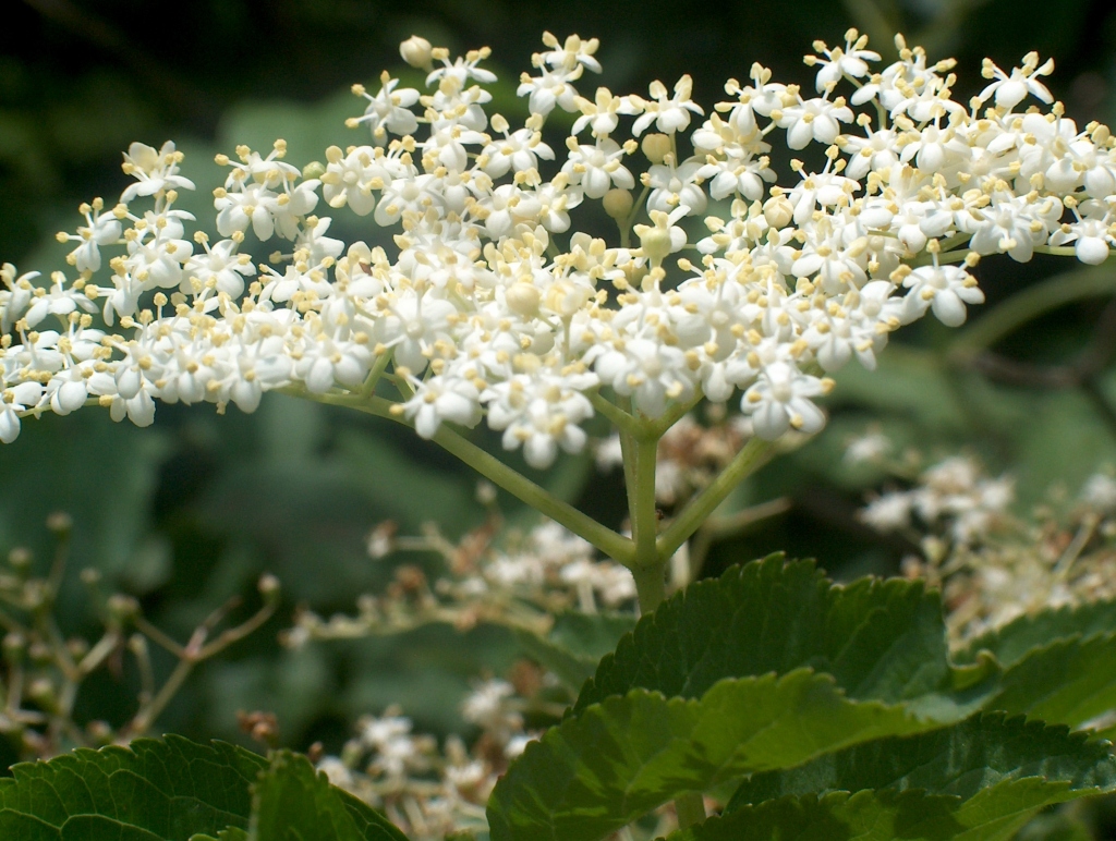 Holunderblüte