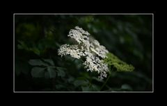 Holunderblüte im Wald