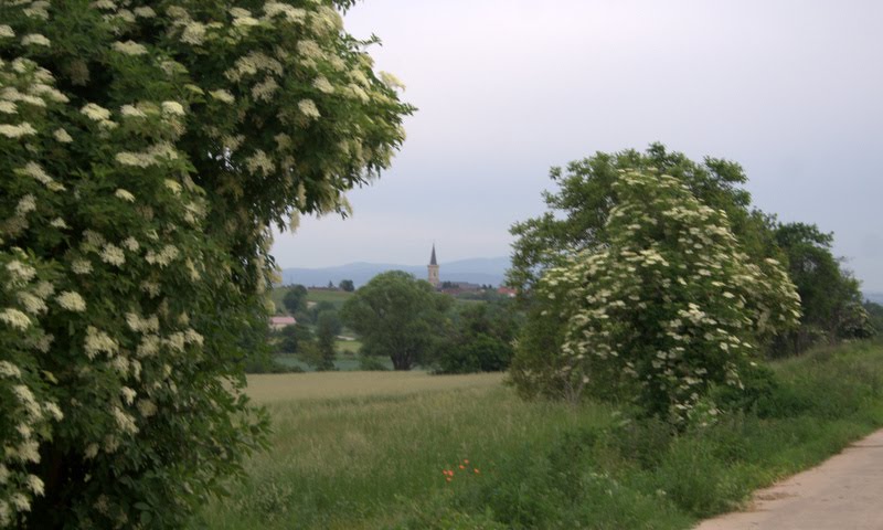 Holunderblüte in Bodenheim