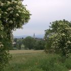 Holunderblüte in Bodenheim