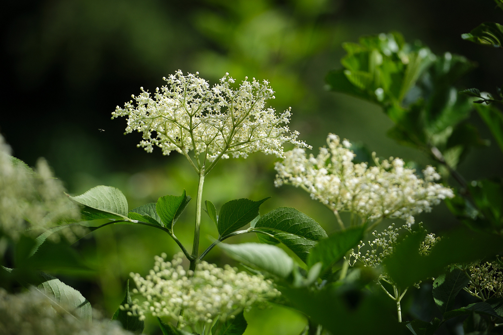 Holunderblüten