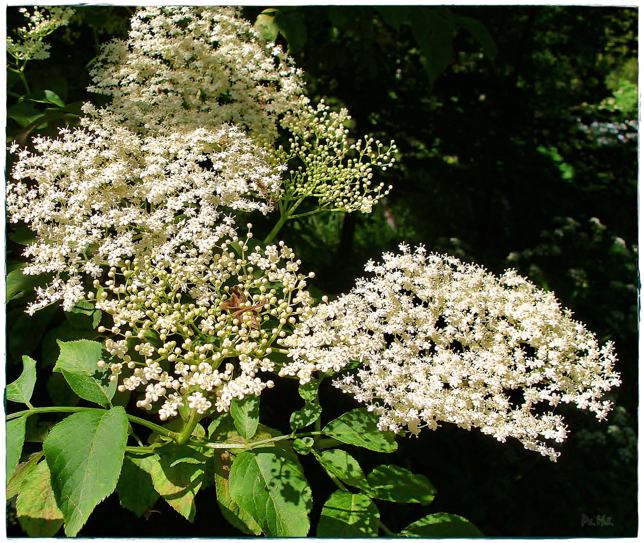 Holunderblüten