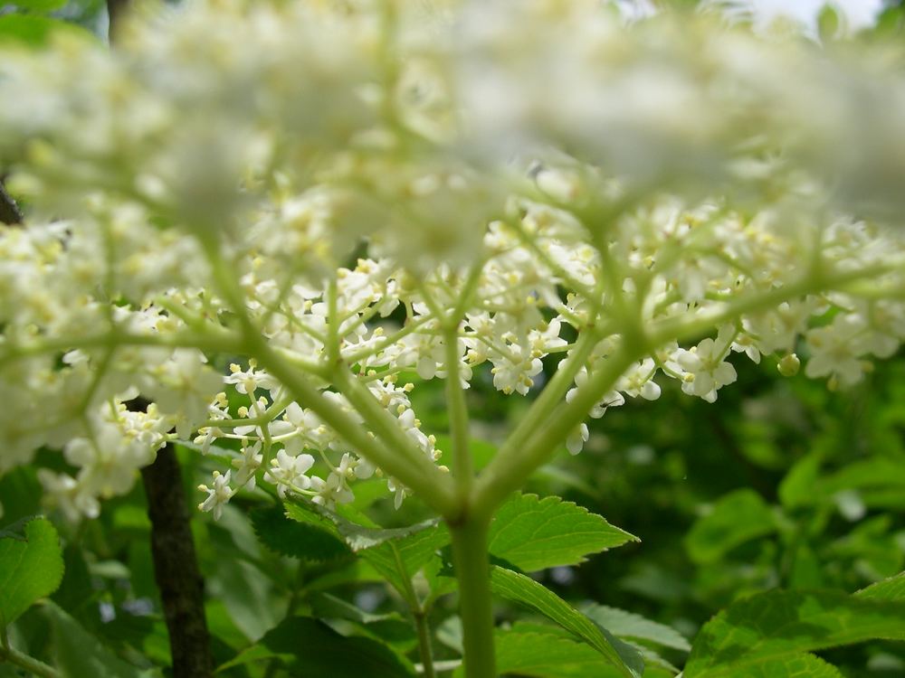 Holunderblüten