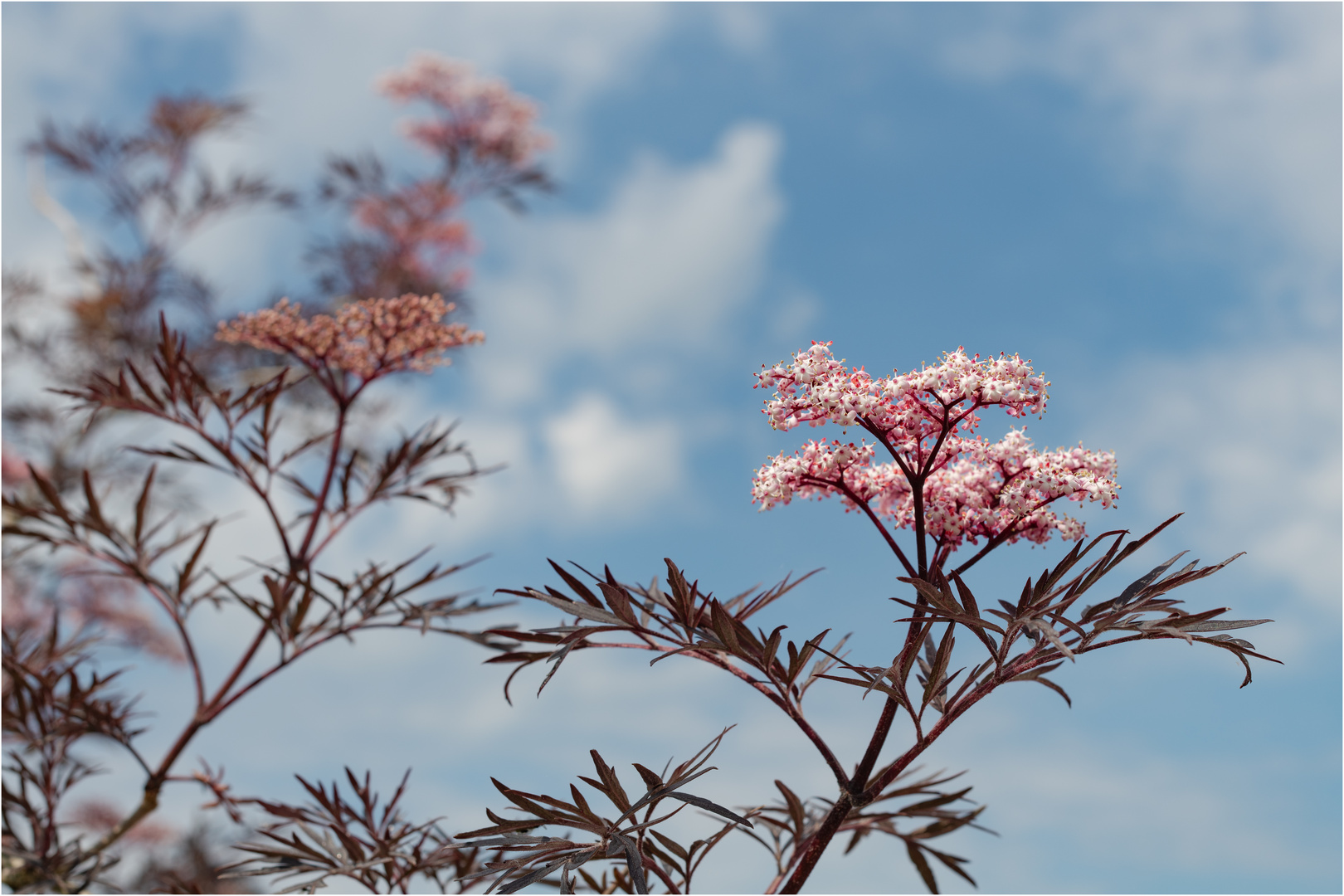 "Holunderblüten"