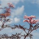 "Holunderblüten"