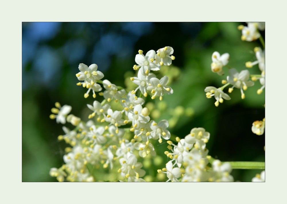 Holunderblüten