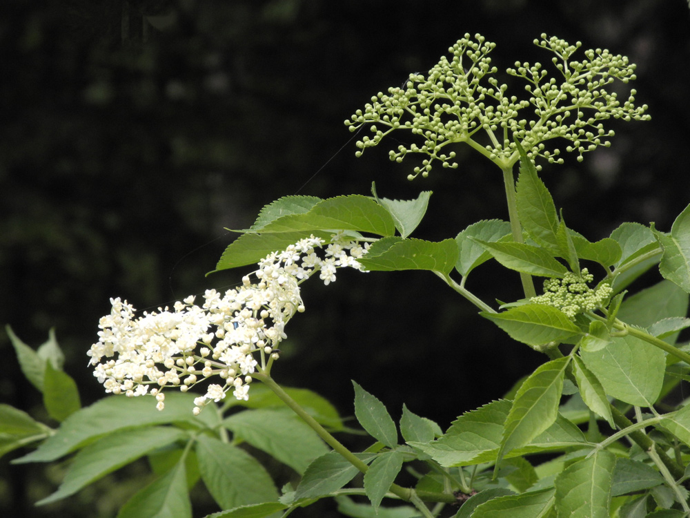 Holunderblüten