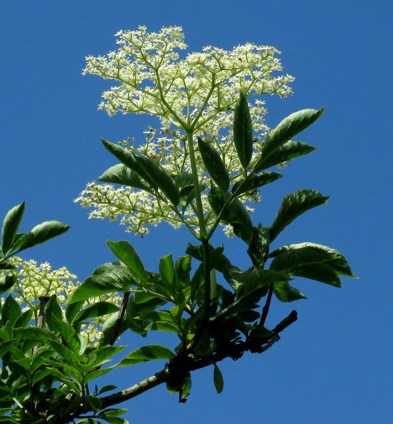 Holunderblüten