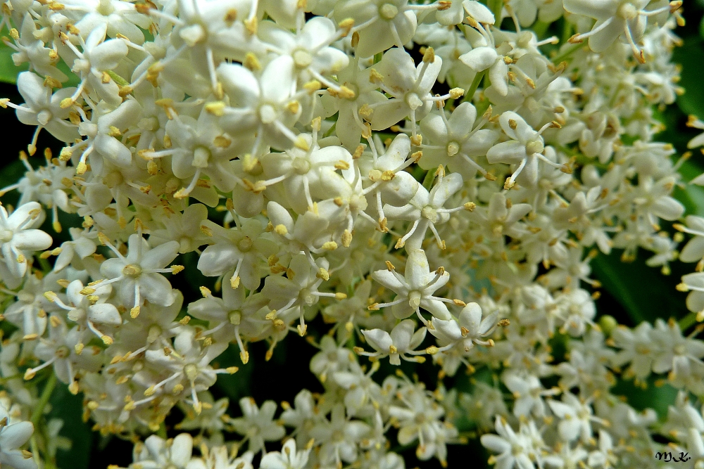 Holunderblüten