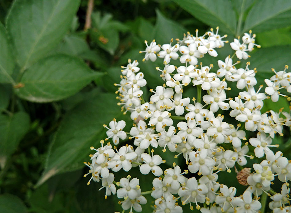 Holunderblütensirup