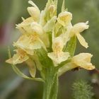 Holunderknabenkraut (Dactylorhiza sambucina)