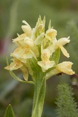 Holunderknabenkraut (Dactylorhiza sambucina)