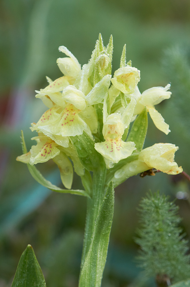 Holunderknabenkraut (Dactylorhiza sambucina)