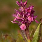 Holunderknabenkraut - Hybrid zwischen rotem und gelbem Holunderknabenkraut