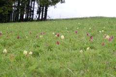 Holunderknabenkraut im Biotop - Frankenwald - 12.5