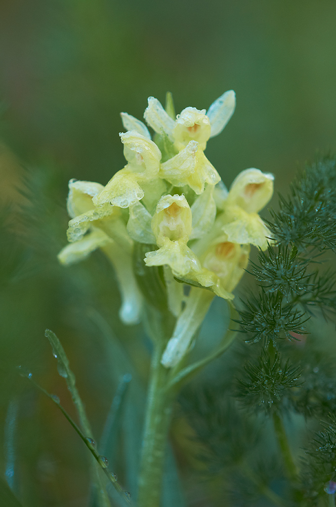 Holunderknabenkraut in gelb. (Dactylorhiza sambucina)