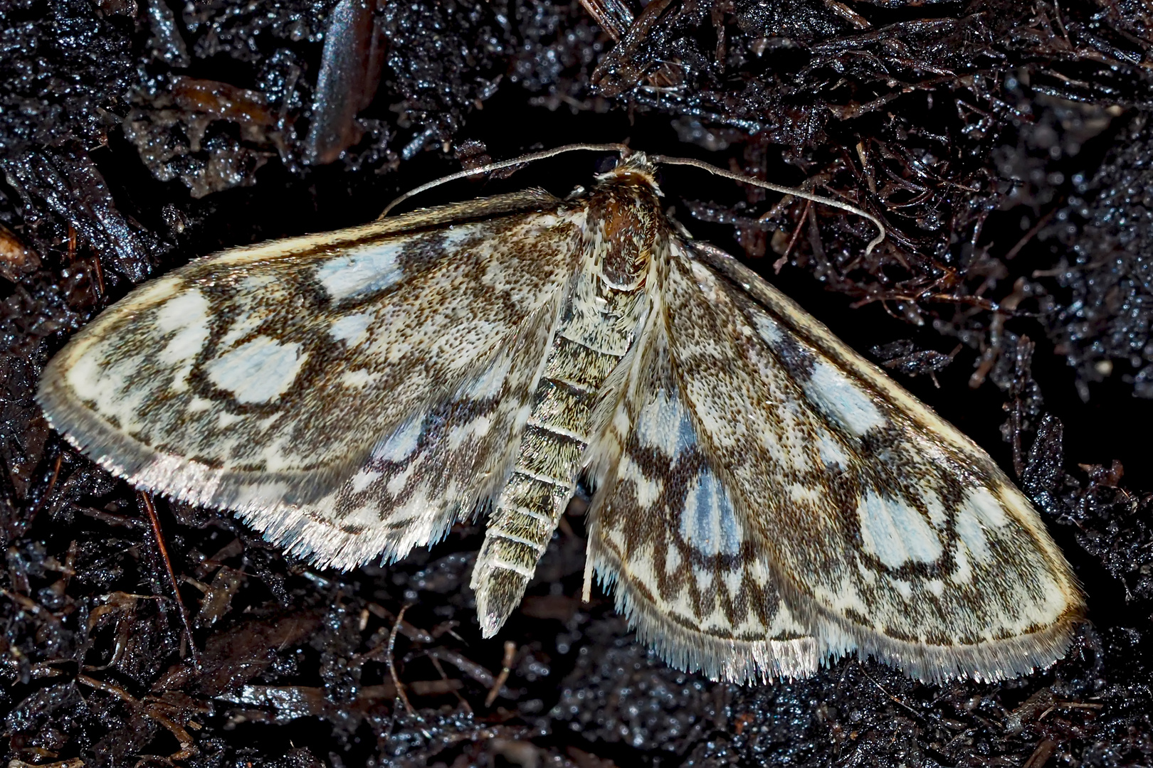 Holunderzünsler (Anania coronata) - Le Botys du Sureau.