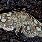 Holunderzünsler (Anania coronata) - Le Botys du Sureau.