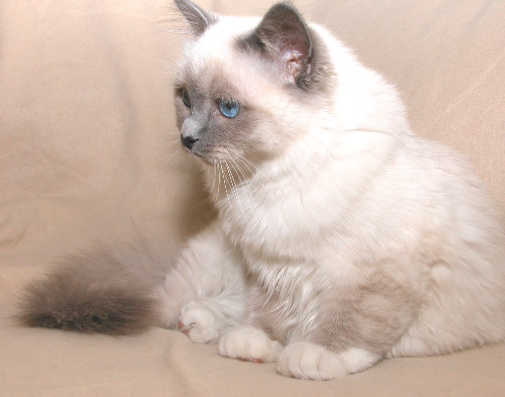 Holy Birman #2 Fa-Ying Rose Blanche Fleur