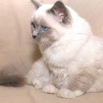 Holy Birman #2 Fa-Ying Rose Blanche Fleur