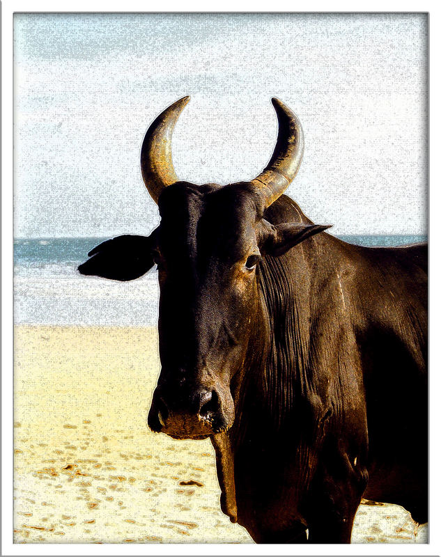 Holy Cow, Goa