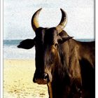 Holy Cow, Goa