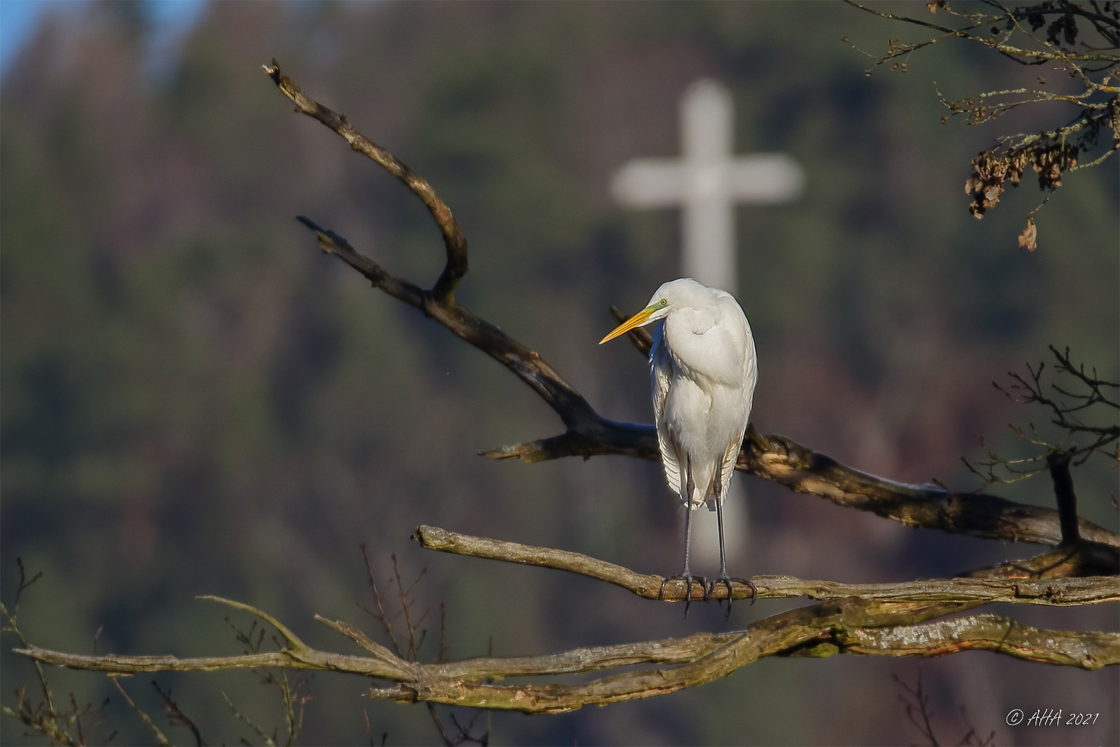 Holy Egret - Silberreiher mit weißem Kreuz