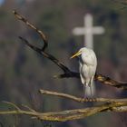 Holy Egret - Silberreiher mit weißem Kreuz