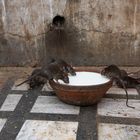 Holy Rats in Bikaner