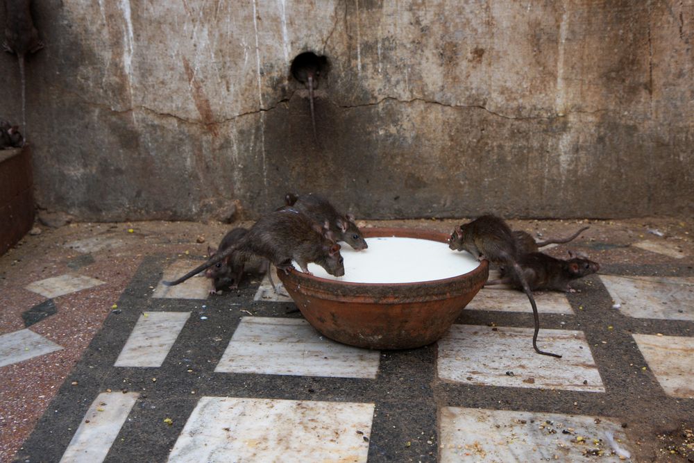 Holy Rats in Bikaner