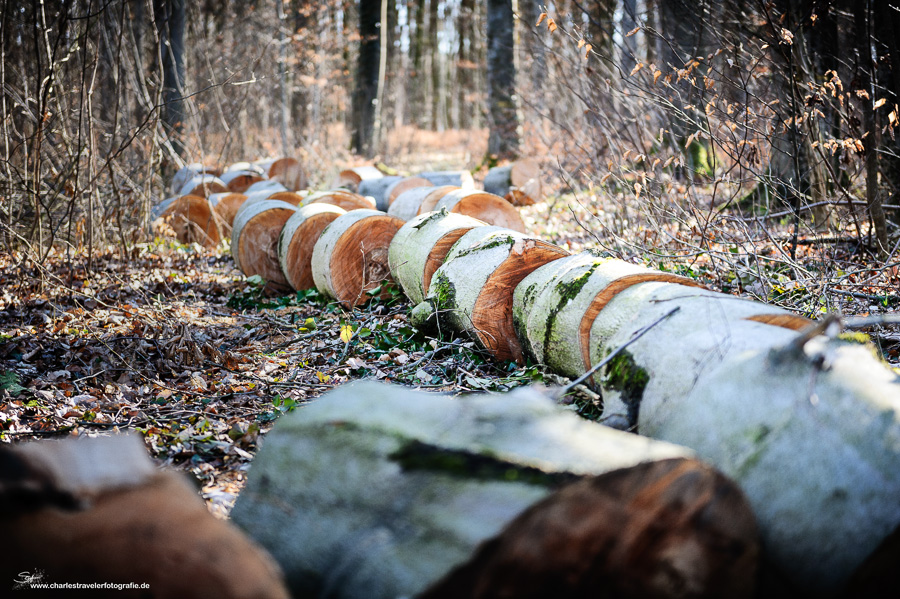 Holz [05] - In Scheiben