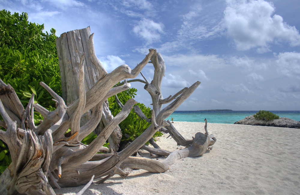 Holz am Strand