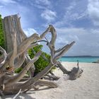 Holz am Strand