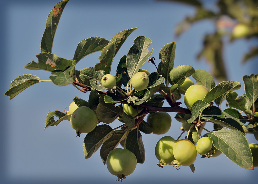 Holz-Apfel