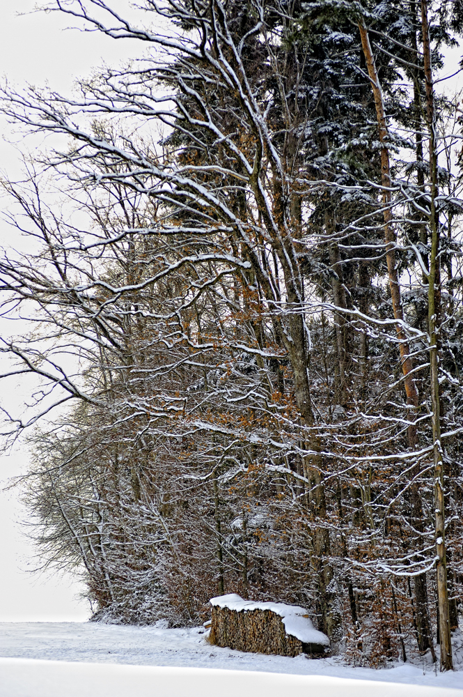 Holz auf Vorrat _2