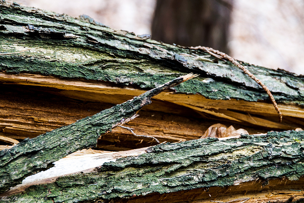 Holz aus dem Pfälzerwald