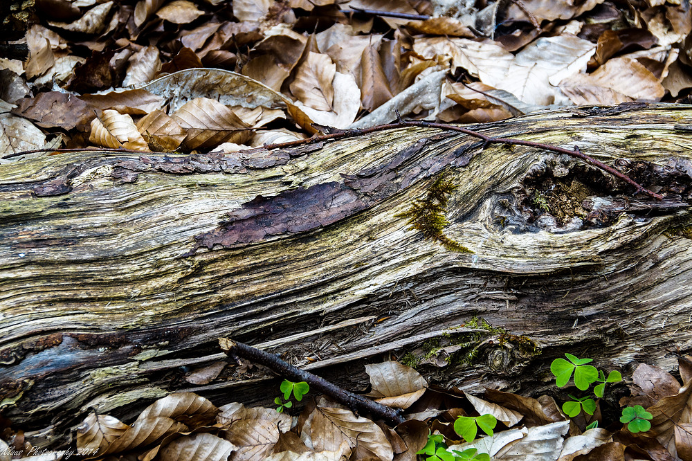 Holz aus dem Pfälzerwald Teil 2