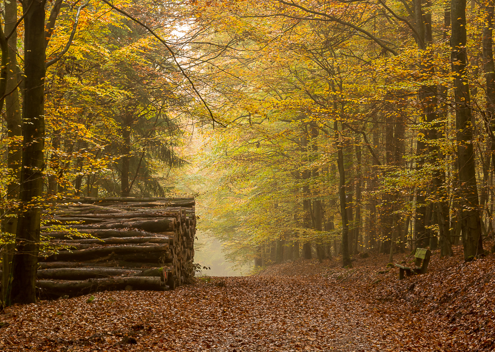 Holz-Bank