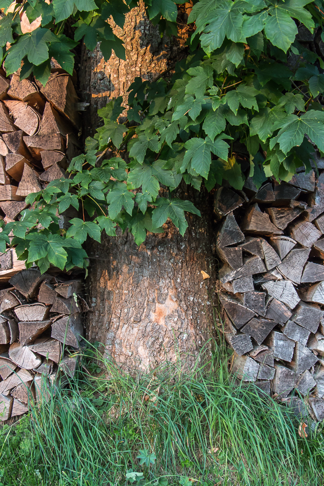 Holz-Baum-Holz