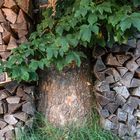 Holz-Baum-Holz