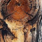 Holz, das schon vieles erlebt hat! - Une planche en bois formée par la vie...