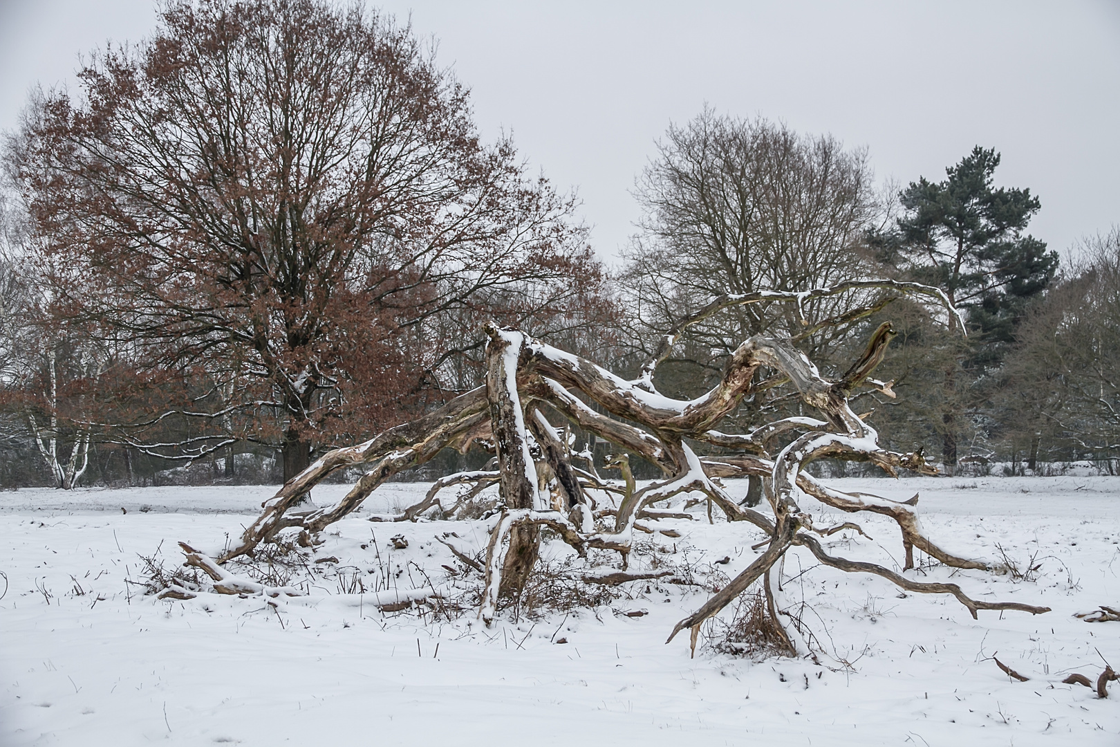 Holz - einfach mal anders